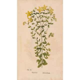 Christian Gottlieb Ludwig - Ectypa vegetabilium Pl011.webp