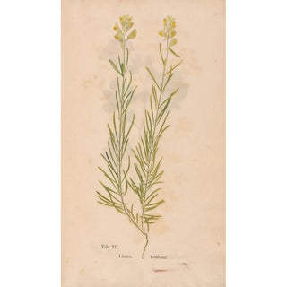 Christian Gottlieb Ludwig - Ectypa vegetabilium Pl012.webp