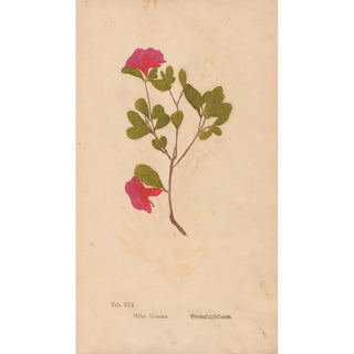 Christian Gottlieb Ludwig - Ectypa vegetabilium Pl013.webp