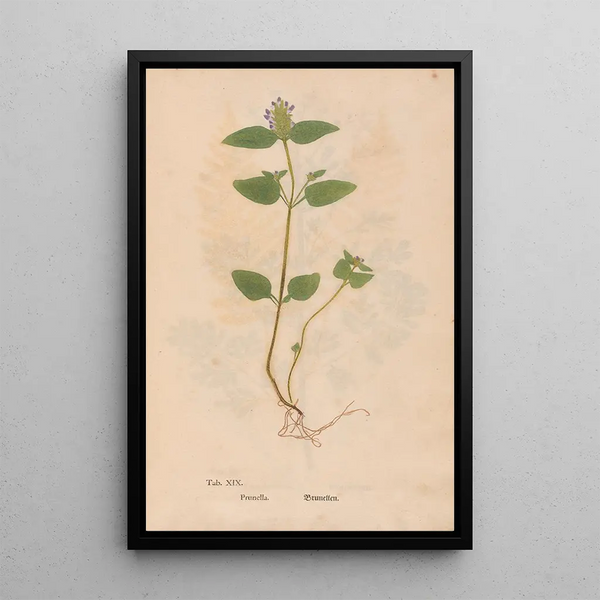 Riproduzione del dipinto Ectypa vegetabilium Pl019 - Christian Gottlieb Ludwig