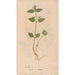 Riproduzione del dipinto Ectypa vegetabilium Pl019 - Christian Gottlieb Ludwig