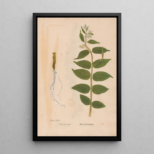 Riproduzione del dipinto Ectypa vegetabilium Pl025 - Christian Gottlieb Ludwig