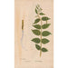 Riproduzione del dipinto Ectypa vegetabilium Pl025 - Christian Gottlieb Ludwig