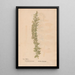 Ectypa vegetabilium Pl026 - Christian Gottlieb Ludwig — quadro incorniciato alla parete