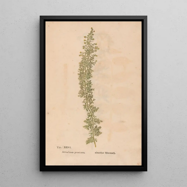 Ectypa vegetabilium Pl026 - Christian Gottlieb Ludwig — quadro incorniciato alla parete