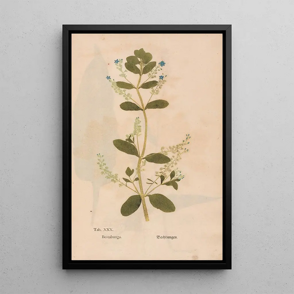 Ectypa vegetabilium Pl030 - Christian Gottlieb Ludwig — quadro incorniciato alla parete