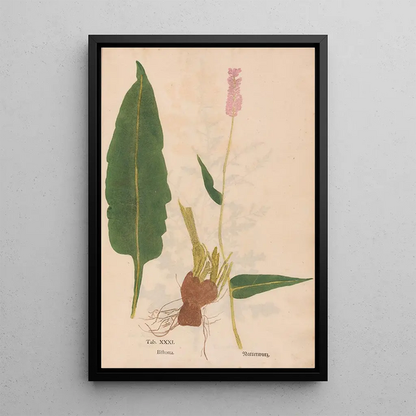 Riproduzione del dipinto Ectypa vegetabilium Pl031 - Christian Gottlieb Ludwig