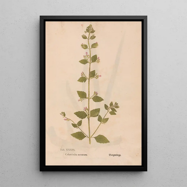 Riproduzione del dipinto Ectypa vegetabilium Pl033 - Christian Gottlieb Ludwig