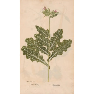 Christian Gottlieb Ludwig - Ectypa vegetabilium Pl035.webp