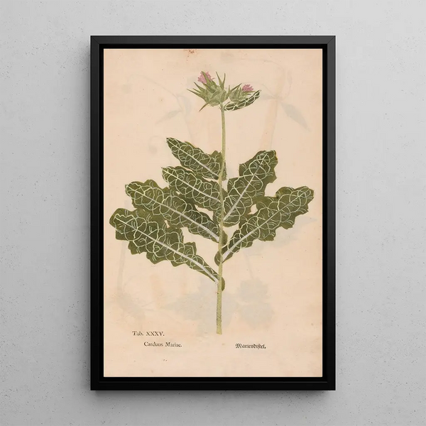 Ectypa vegetabilium Pl035 - Christian Gottlieb Ludwig — quadro incorniciato alla parete