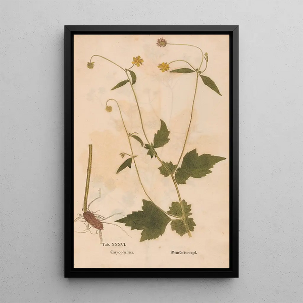 Riproduzione del dipinto Ectypa vegetabilium Pl036 - Christian Gottlieb Ludwig