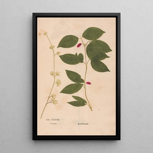 Riproduzione del dipinto Ectypa vegetabilium Pl038 - Christian Gottlieb Ludwig