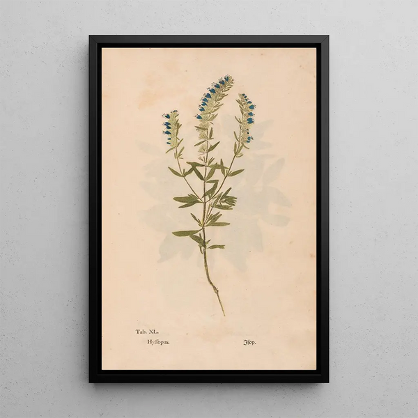Riproduzione del dipinto Ectypa vegetabilium Pl040 - Christian Gottlieb Ludwig