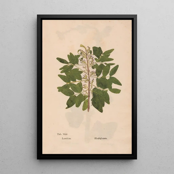 Ectypa vegetabilium Pl041 - Christian Gottlieb Ludwig — quadro incorniciato alla parete