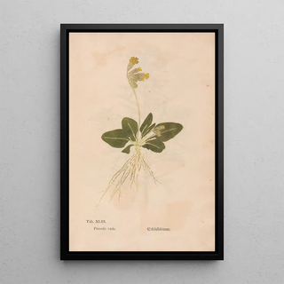 Christian Gottlieb Ludwig - Ectypa vegetabilium Pl043.webp