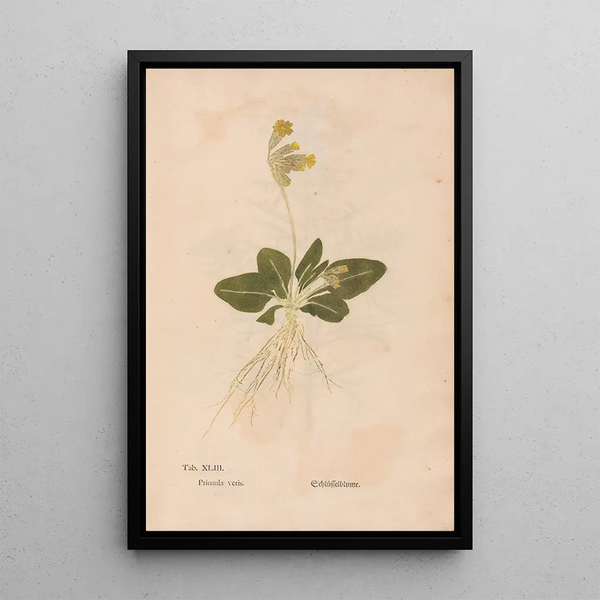 Ectypa vegetabilium Pl043 - Christian Gottlieb Ludwig — quadro incorniciato alla parete