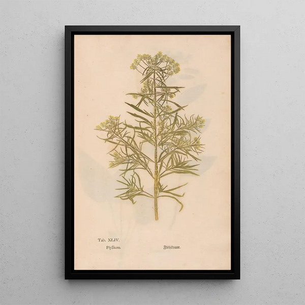 Ectypa vegetabilium Pl044 - Christian Gottlieb Ludwig — quadro incorniciato alla parete