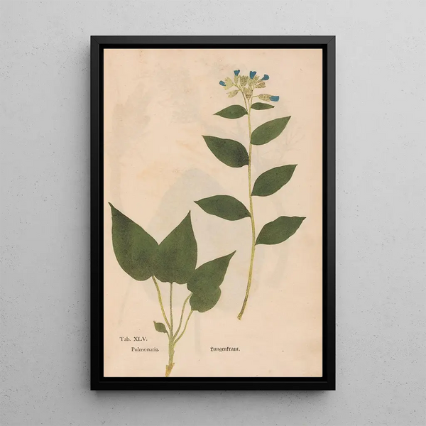 Riproduzione del dipinto Ectypa vegetabilium Pl045 - Christian Gottlieb Ludwig