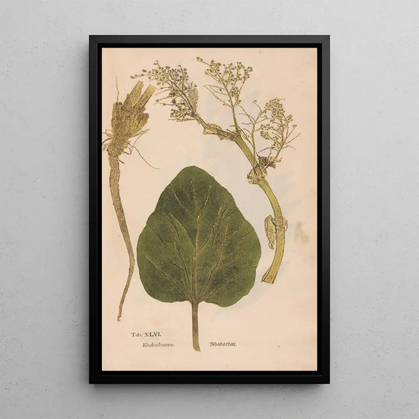Ectypa vegetabilium Pl046 - Christian Gottlieb Ludwig — quadro incorniciato alla parete