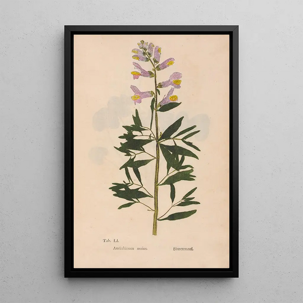 Riproduzione del dipinto Ectypa vegetabilium Pl051 - Christian Gottlieb Ludwig