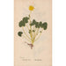 Ectypa vegetabilium Pl052 - Christian Gottlieb Ludwig — vista dell’opera