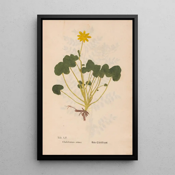 Ectypa vegetabilium Pl052 - Christian Gottlieb Ludwig — quadro incorniciato alla parete