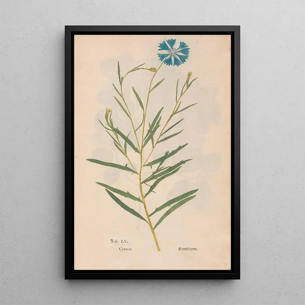 Ectypa vegetabilium Pl055 - Christian Gottlieb Ludwig — quadro incorniciato alla parete