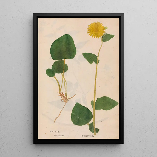 Ectypa vegetabilium Pl057 - Christian Gottlieb Ludwig — quadro incorniciato alla parete