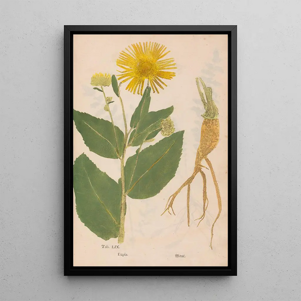 Ectypa vegetabilium Pl059 - Christian Gottlieb Ludwig — quadro incorniciato alla parete
