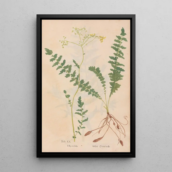 Ectypa vegetabilium Pl060 - Christian Gottlieb Ludwig — quadro incorniciato alla parete