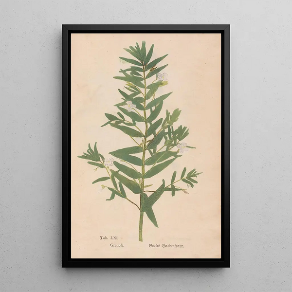 Riproduzione del dipinto Ectypa vegetabilium Pl061 - Christian Gottlieb Ludwig
