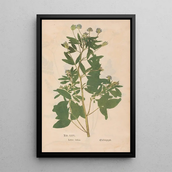 Ectypa vegetabilium Pl065 - Christian Gottlieb Ludwig — quadro incorniciato alla parete
