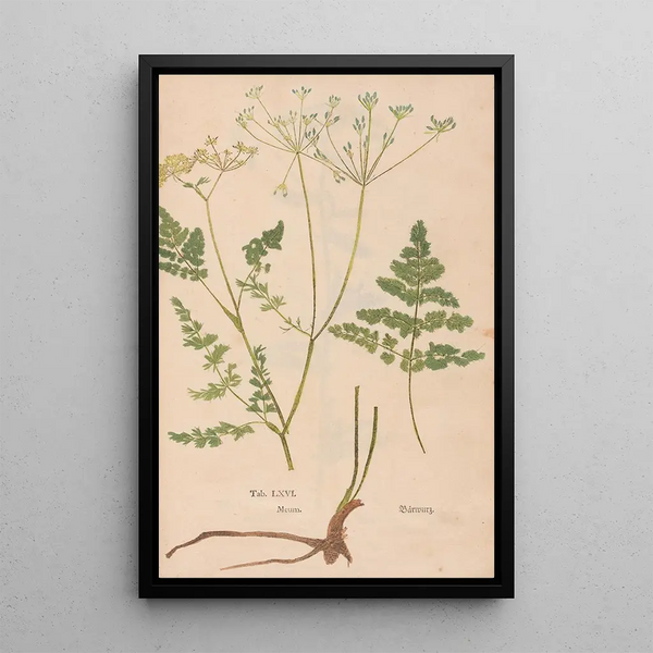 Riproduzione del dipinto Ectypa vegetabilium Pl066 - Christian Gottlieb Ludwig