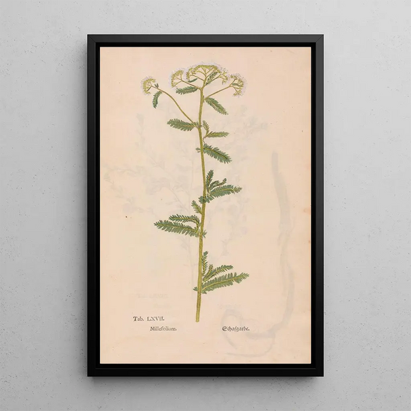 Ectypa vegetabilium Pl067 - Christian Gottlieb Ludwig — quadro incorniciato alla parete