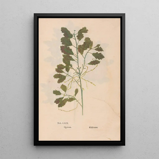 Christian Gottlieb Ludwig - Ectypa vegetabilium Pl069.webp