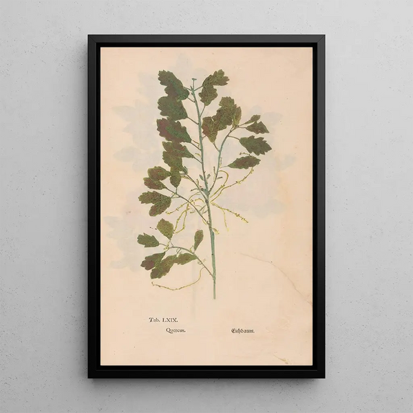 Ectypa vegetabilium Pl069 - Christian Gottlieb Ludwig — quadro incorniciato alla parete