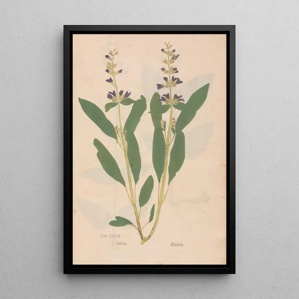 Ectypa vegetabilium Pl071 - Christian Gottlieb Ludwig — quadro incorniciato alla parete