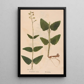 Christian Gottlieb Ludwig - Ectypa vegetabilium Pl072.webp