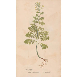 Christian Gottlieb Ludwig - Ectypa vegetabilium Pl073.webp