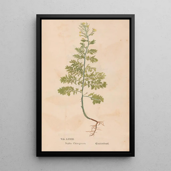 Ectypa vegetabilium Pl073 - Christian Gottlieb Ludwig — quadro incorniciato alla parete