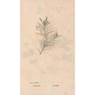 Christian Gottlieb Ludwig - Ectypa vegetabilium Pl074.webp