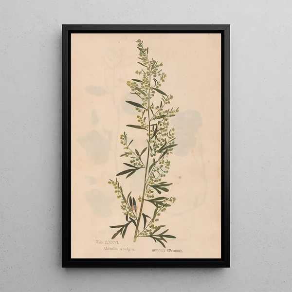 Ectypa vegetabilium Pl076 - Christian Gottlieb Ludwig — quadro incorniciato alla parete
