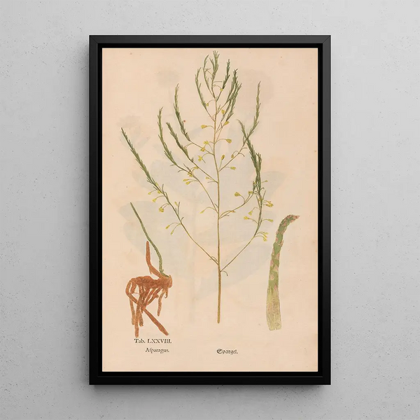 Ectypa vegetabilium Pl078 - Christian Gottlieb Ludwig — quadro incorniciato alla parete