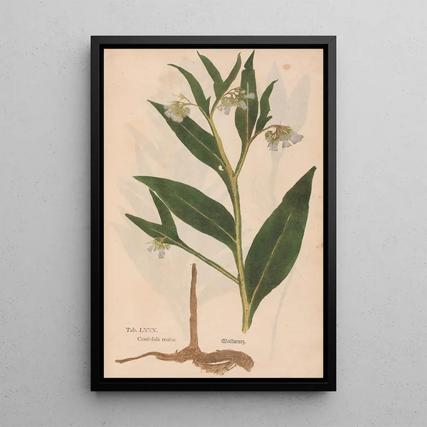 Ectypa vegetabilium Pl080 - Christian Gottlieb Ludwig — quadro incorniciato alla parete