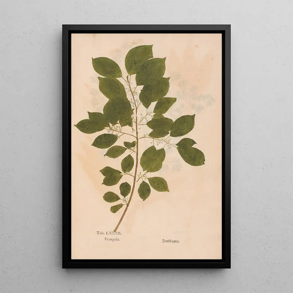 Ectypa vegetabilium Pl082 - Christian Gottlieb Ludwig — quadro incorniciato alla parete