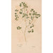 Riproduzione del dipinto Ectypa vegetabilium Pl083 - Christian Gottlieb Ludwig