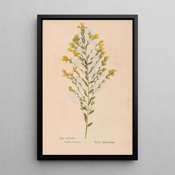 Riproduzione del dipinto Ectypa vegetabilium Pl084 - Christian Gottlieb Ludwig