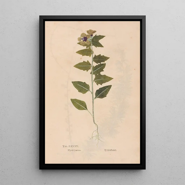 Ectypa vegetabilium Pl085 - Christian Gottlieb Ludwig — quadro incorniciato alla parete