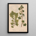 Ectypa vegetabilium Pl091 - Christian Gottlieb Ludwig — quadro incorniciato alla parete