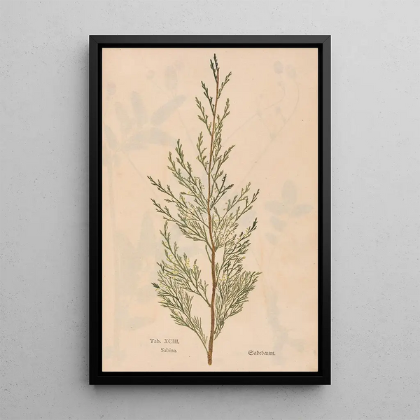 Ectypa vegetabilium Pl093 - Christian Gottlieb Ludwig — quadro incorniciato alla parete